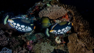 Two Clown triggerfish getting a bit territorial and chasi... by Chris Pienaar 